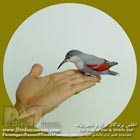 دیوار خزک